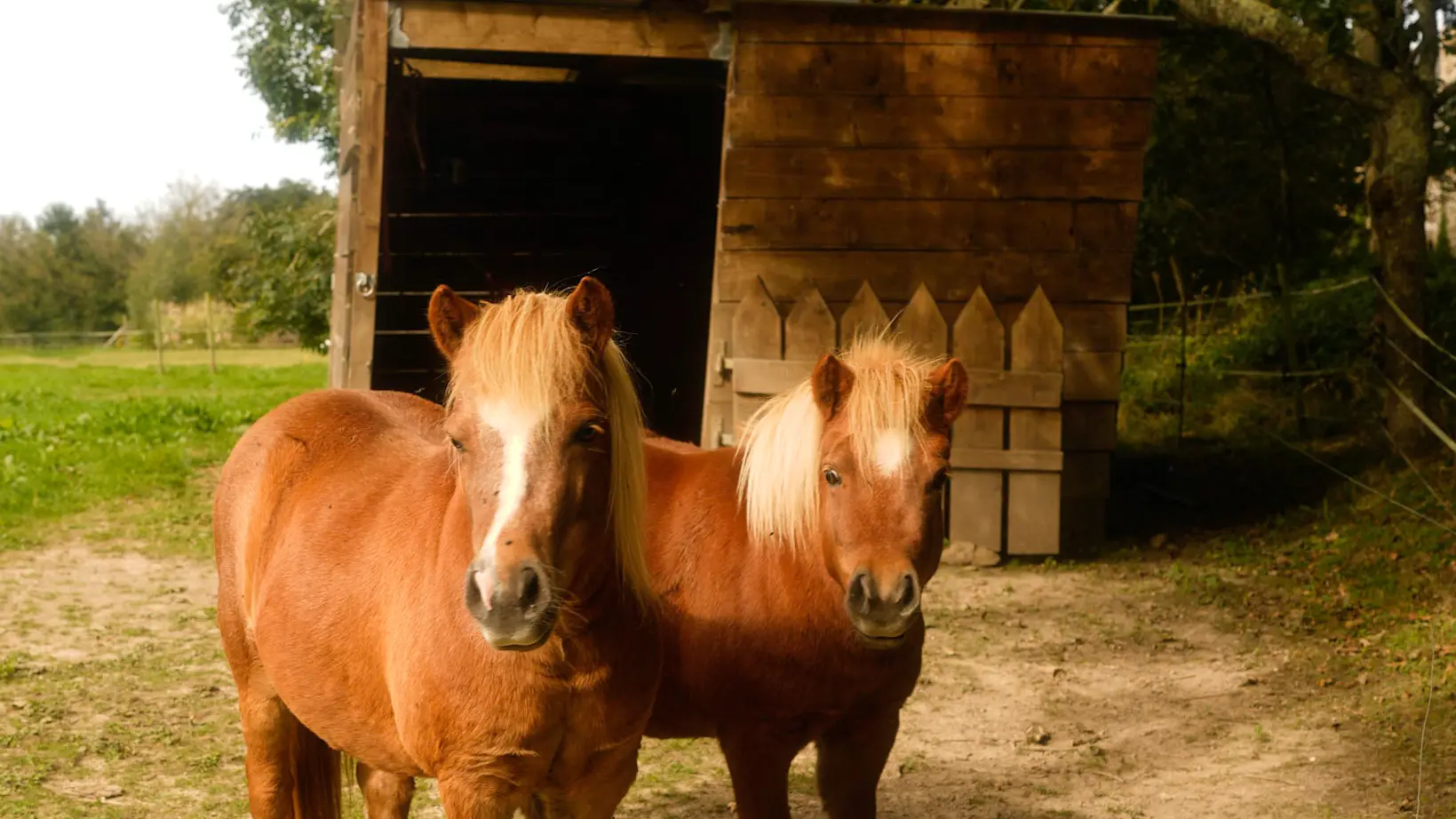 Manoirs des petites bretonnes 20