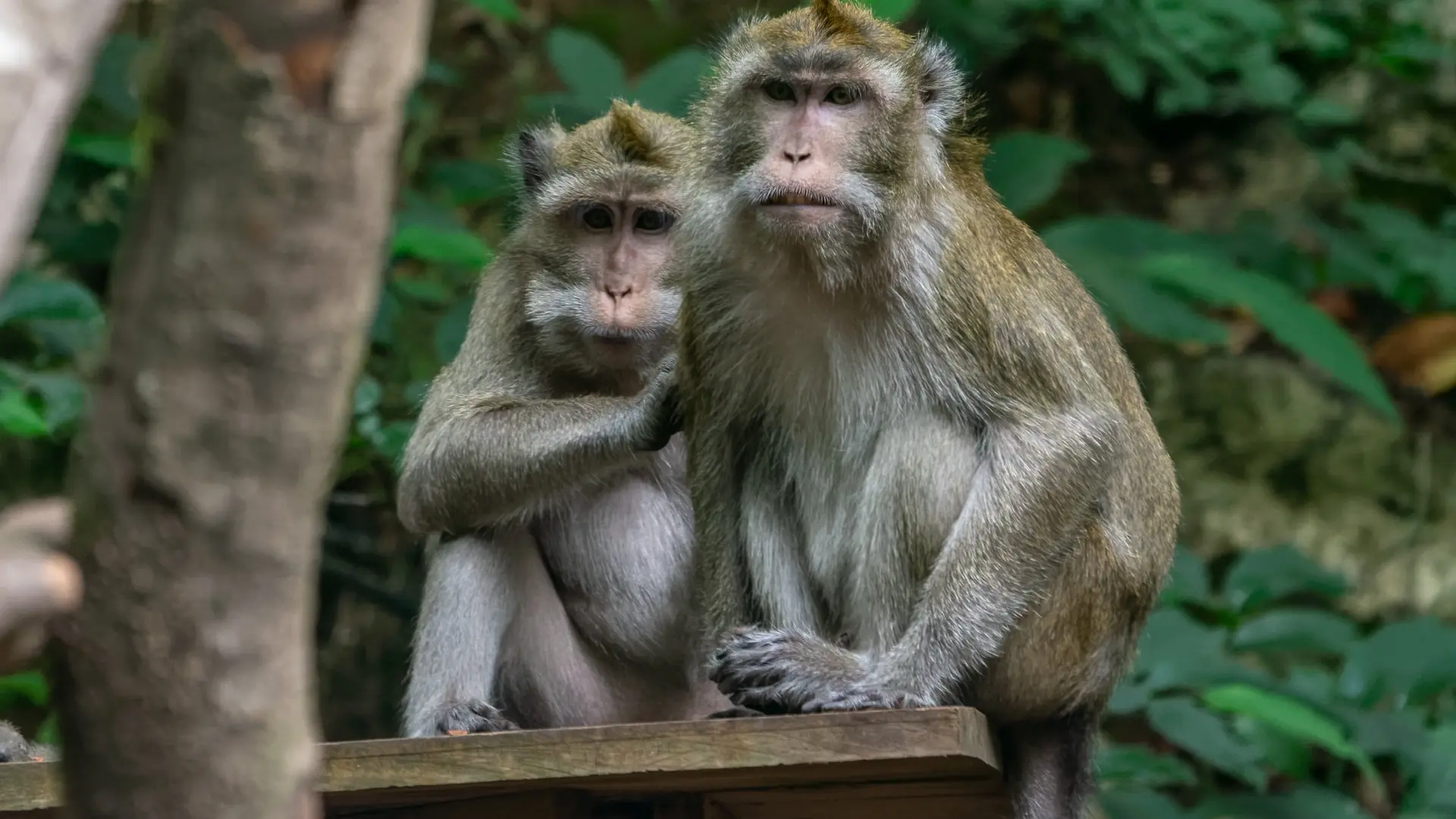 Macaque crabier