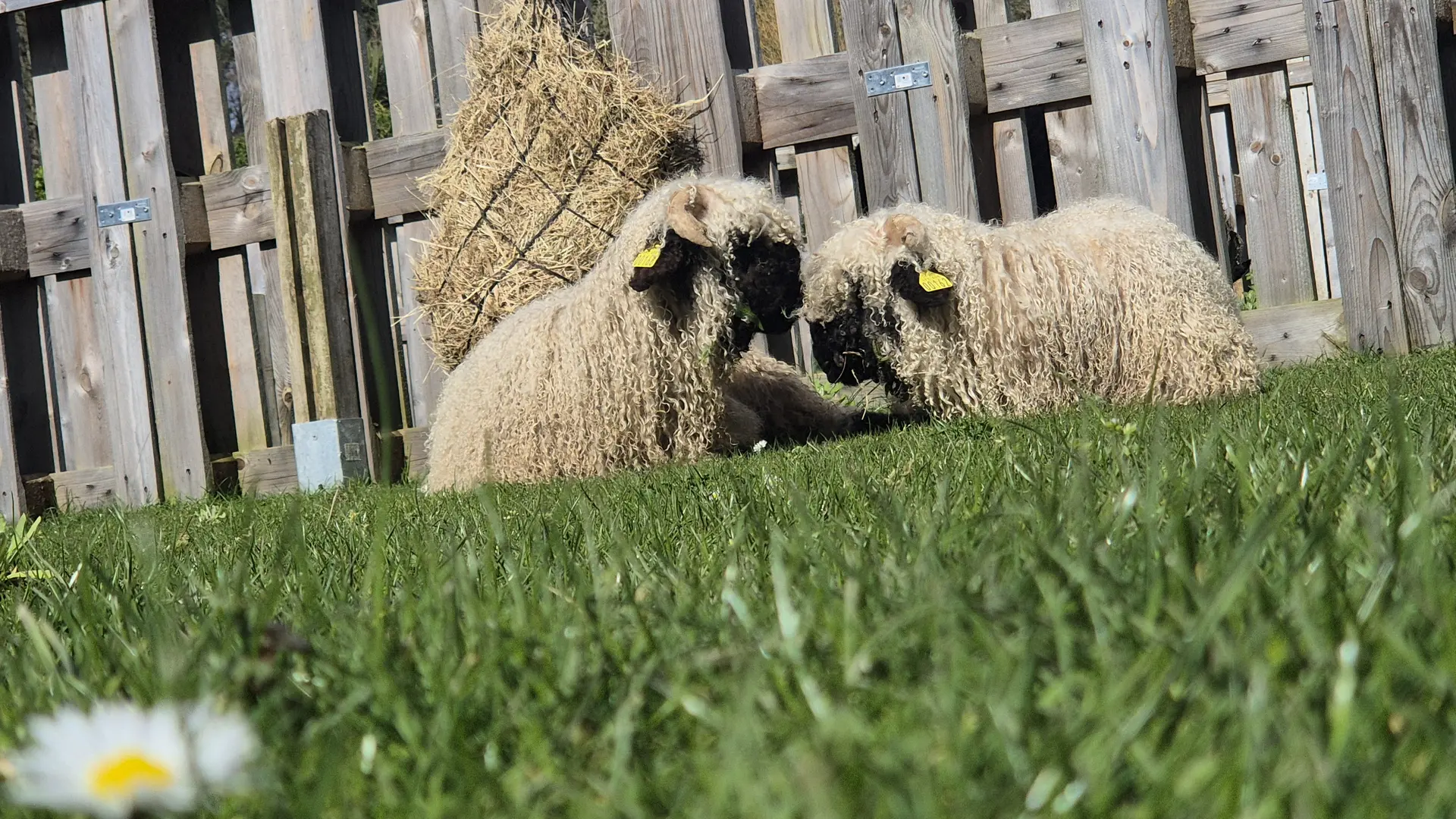 Mini-ferme au Camping Les Capucines