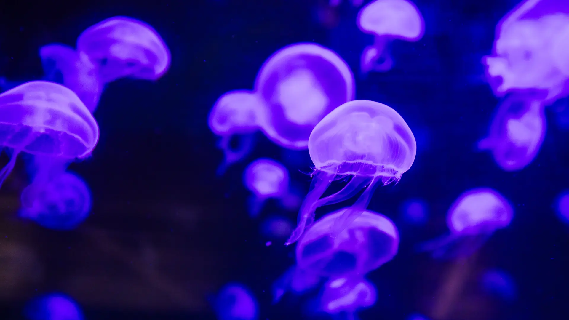 Oceanopolis_Pavillon-Bretagne_Credit-photo_JeanFrancois-LeBescond_L-Oeil-de-Paco (2)-min