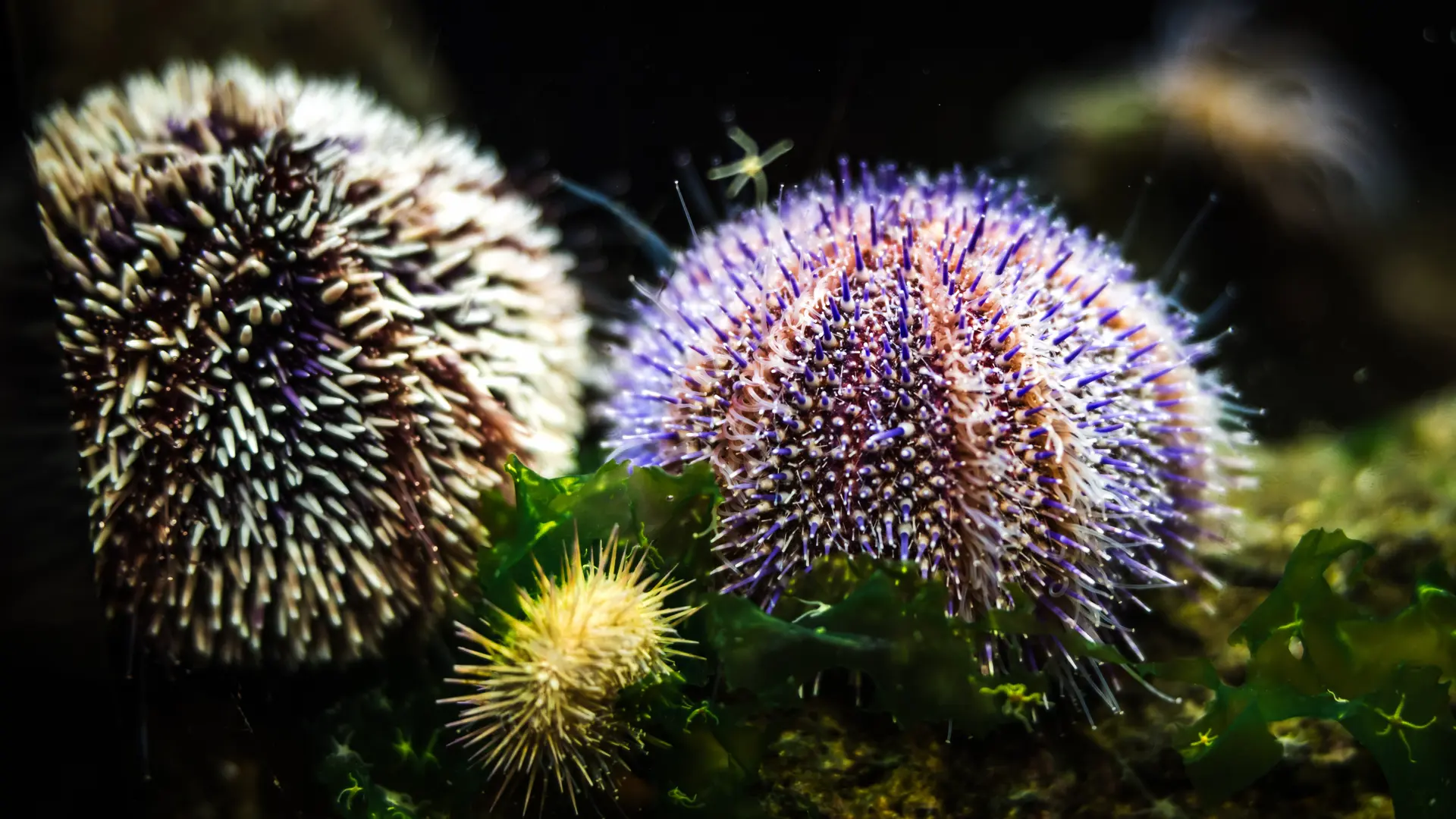 Oceanopolis_Pavillon-Bretagne_Credit-photo_JeanFrancois-LeBescond_L-Oeil-de-Paco (4)-min