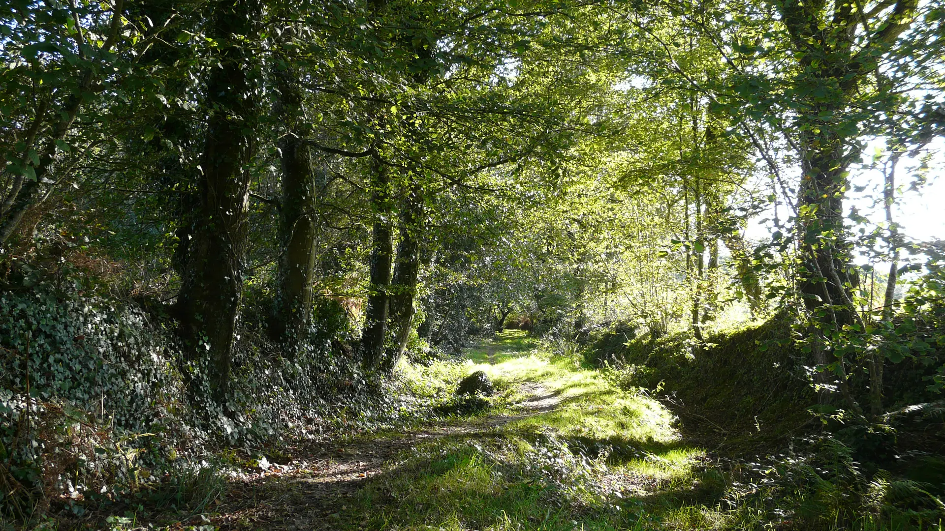 chemin boisé avec talus mur