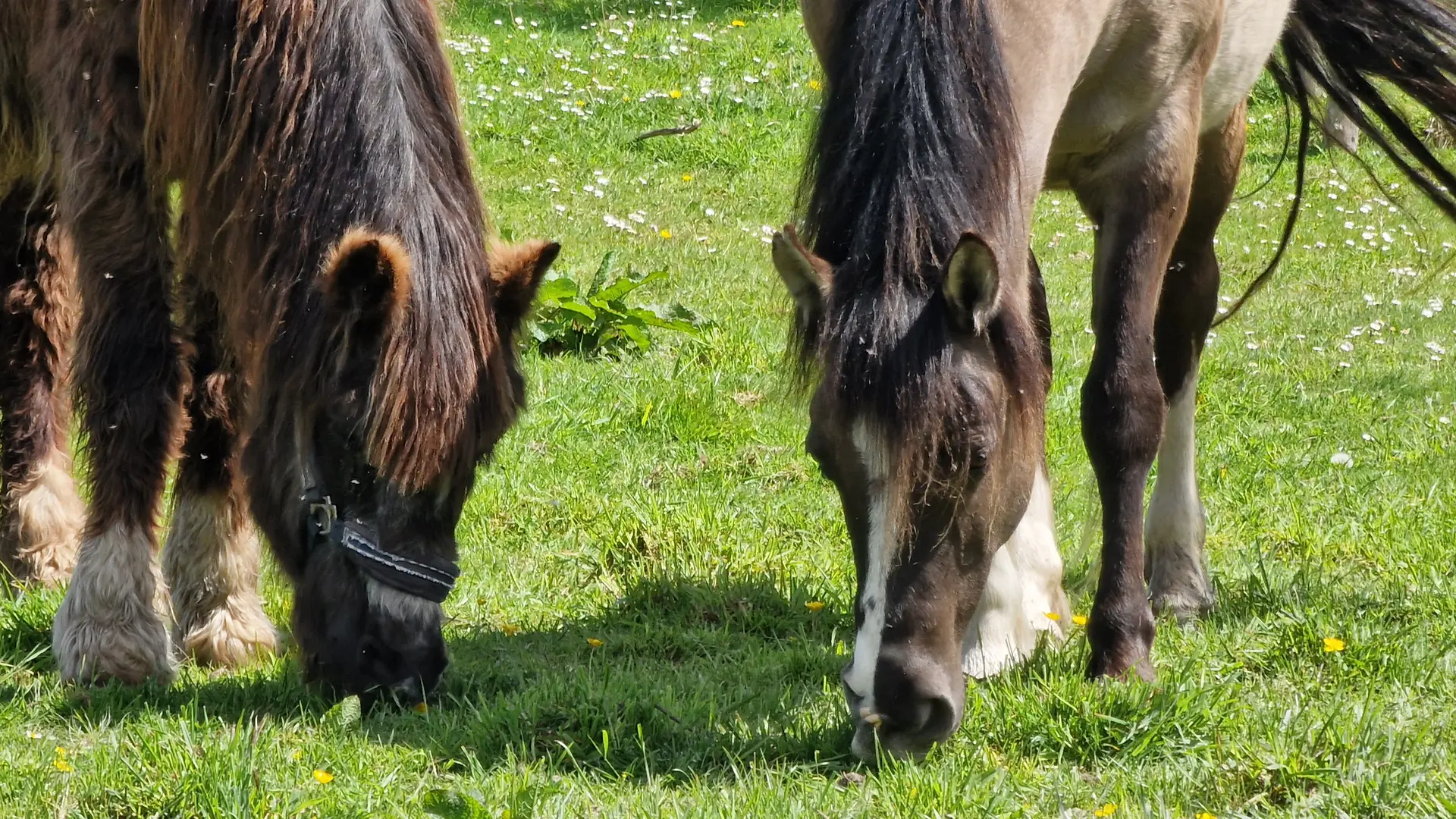 Poneys et chevaux