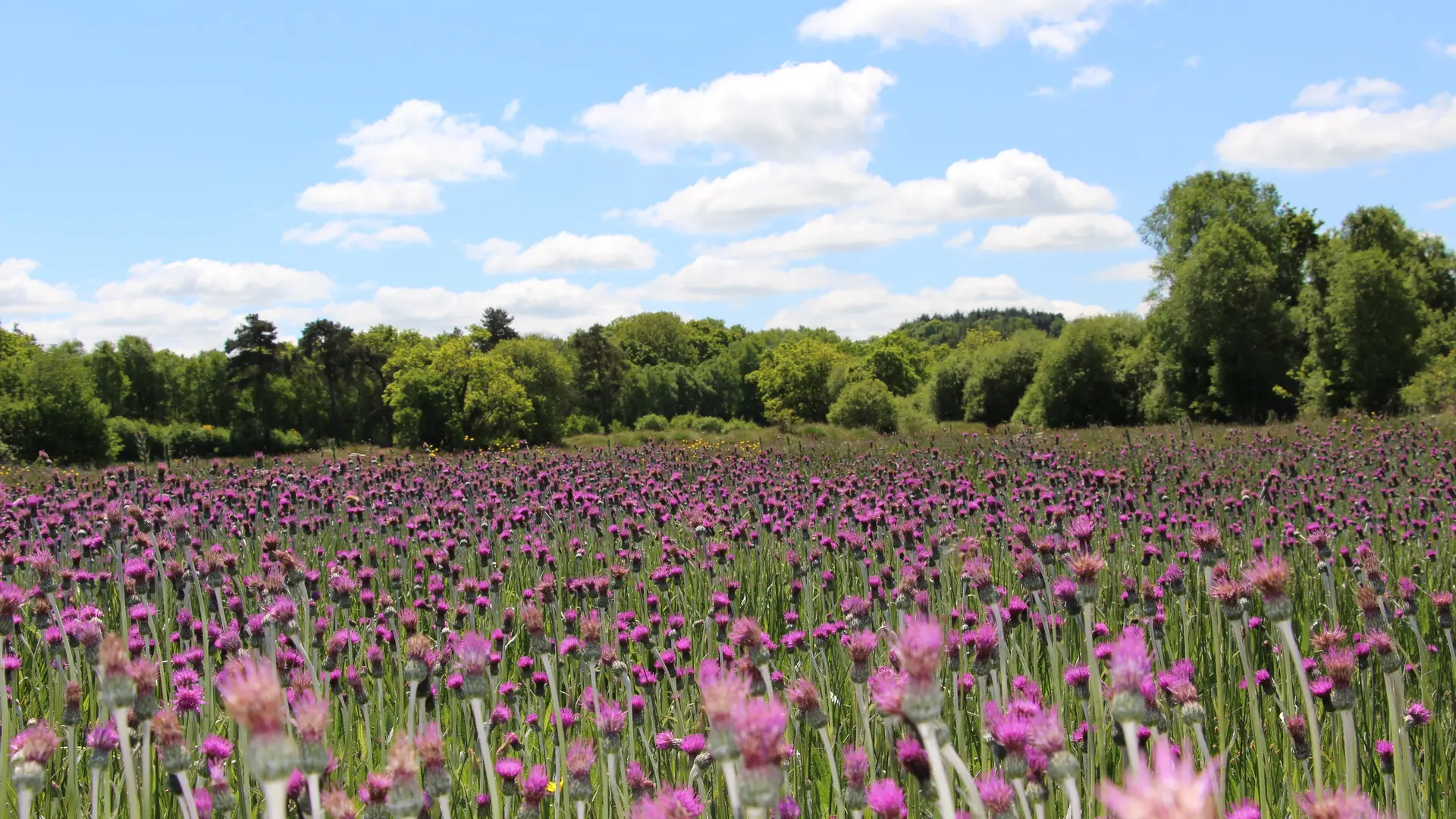 Prairies_Maiwenn Le Borgne