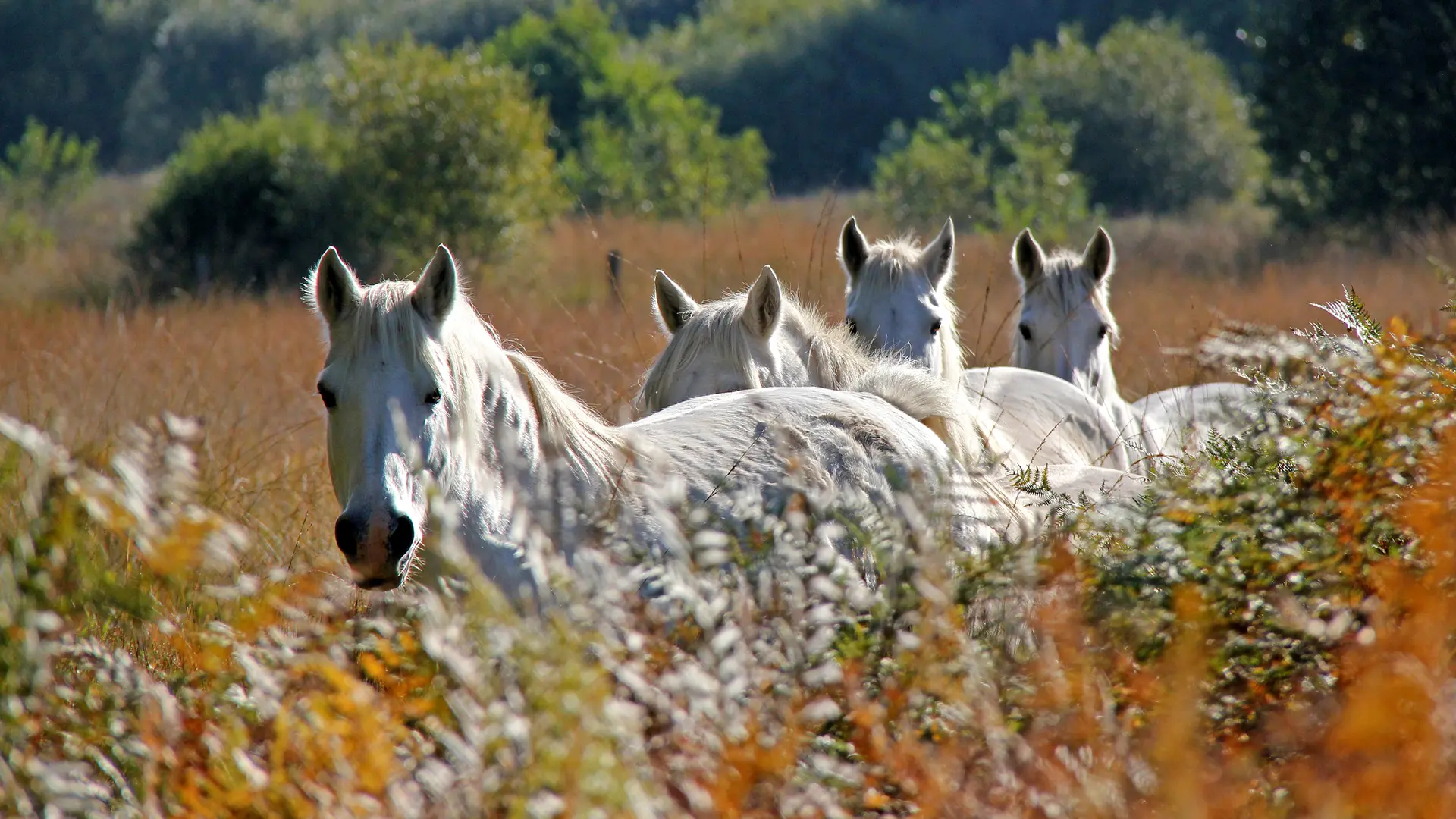 Réserve naturelle Plounérin2© Gilbert Cloatre-Déclic'Armor