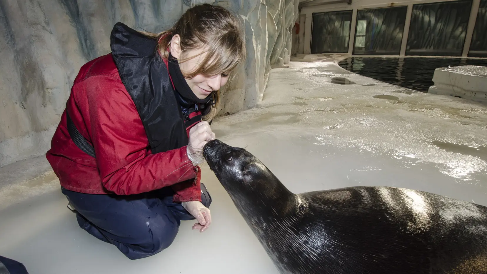 Soin-phoque-polaire-Copyright-Oceanopolis