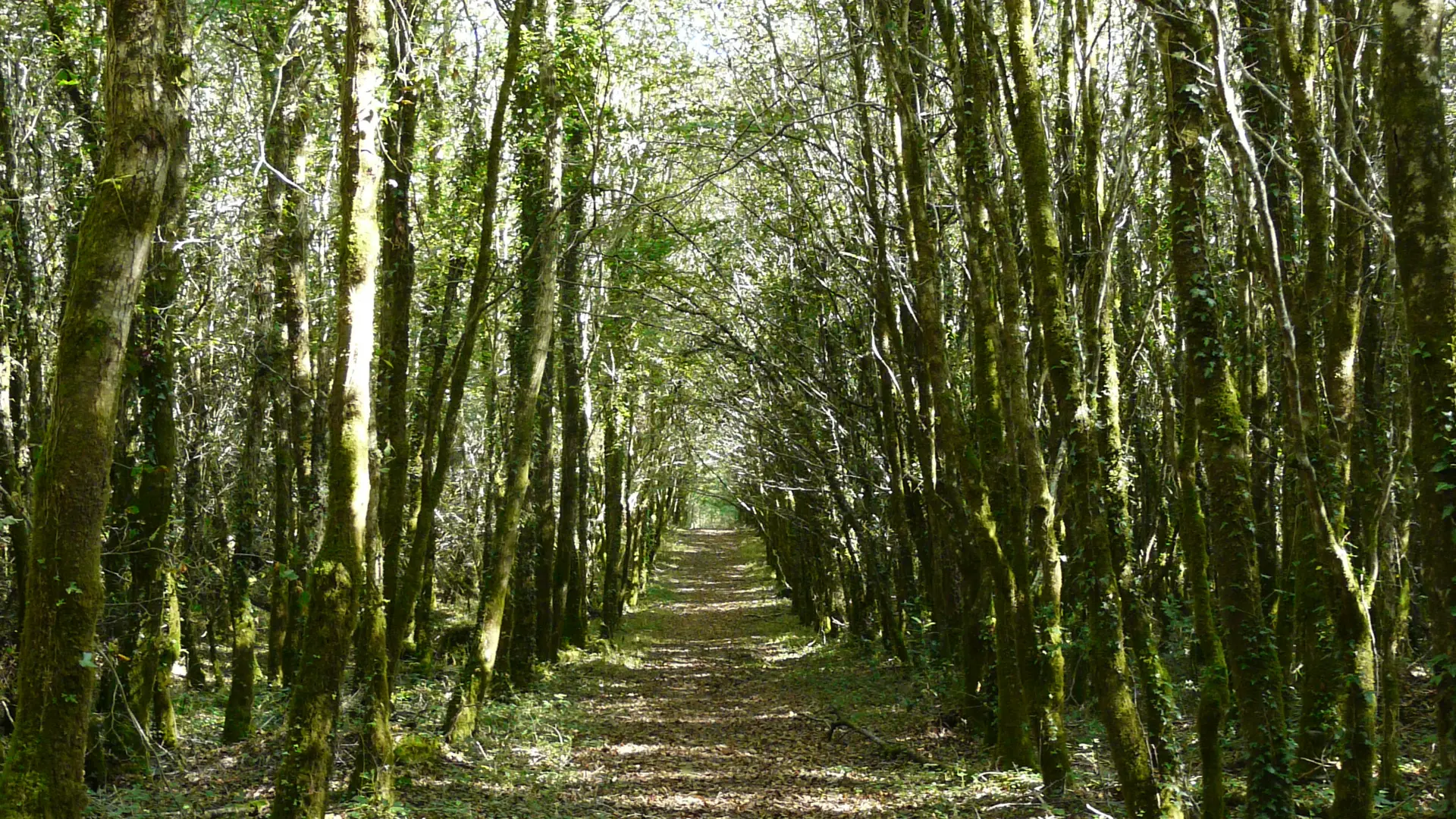 accès allée couverte