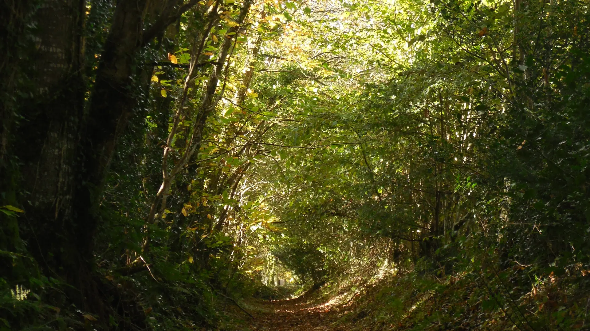 chemin creux arboretum Le Pavé