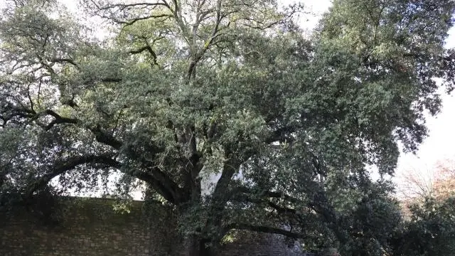 chêne vert, parc du tribunal Lannion ©Ouest-France