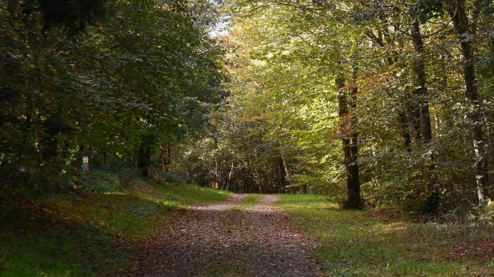 forêt de Beffou