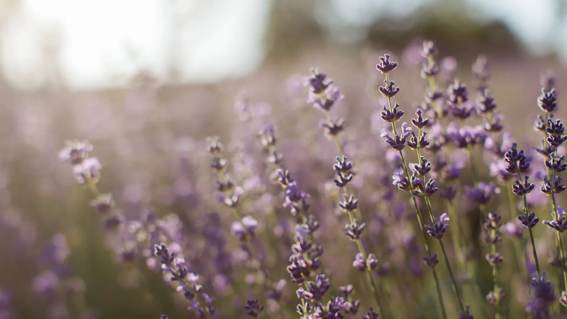 pexels-anastasia-shuraeva-5126456