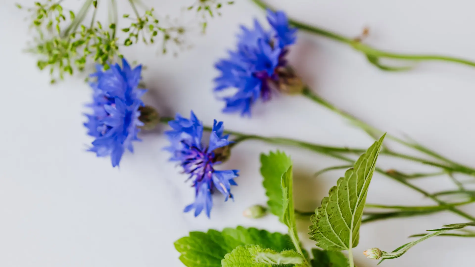 pexels-karolina-grabowska-4871151