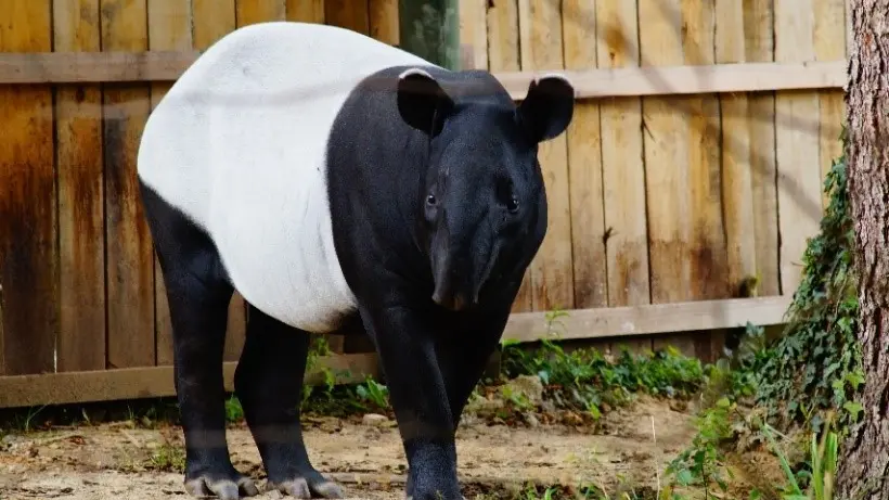 photo tapir noir zoo