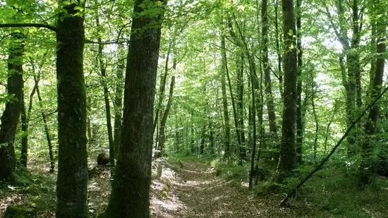 rando Sur les terres du Dresnay Loguivy-Plougras