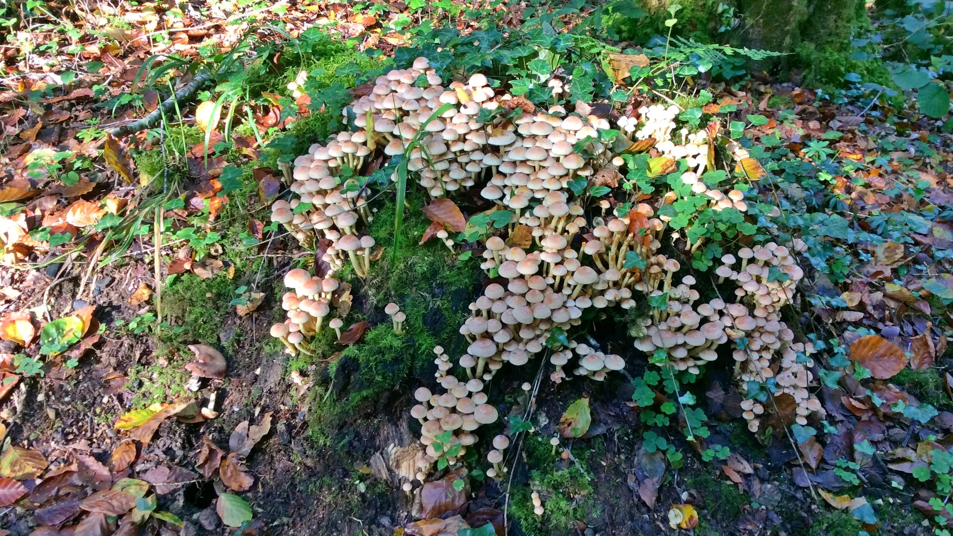 souche à champignon Beffou 2022 ©G. Leroi
