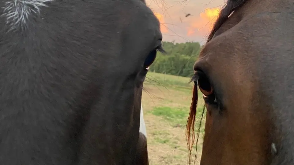 Ferme Équi’libre