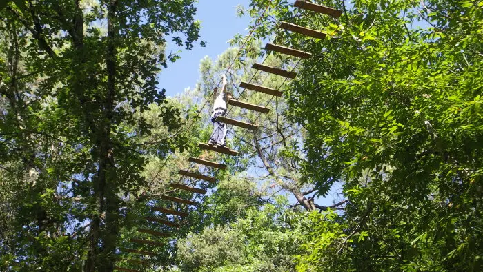 Forêt des écureuils