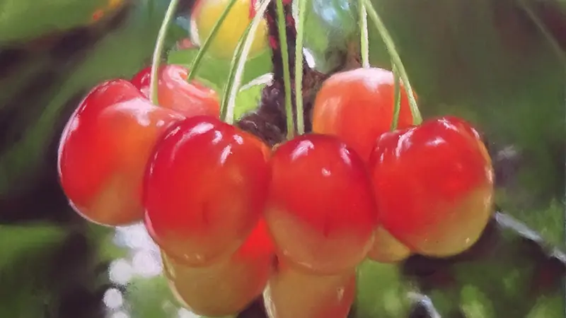8-cerises