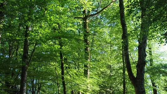 ©Phot'oc la Barde Chataigniers Forêt été