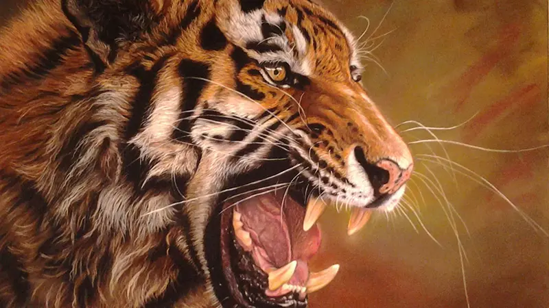 10-tigre