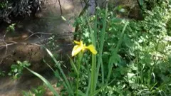 11 flore le long de la Beune