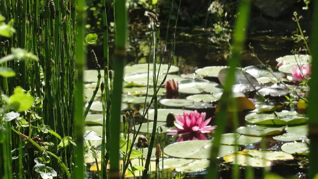 mare pédagogique dans le parc botanique du château de Neuvic