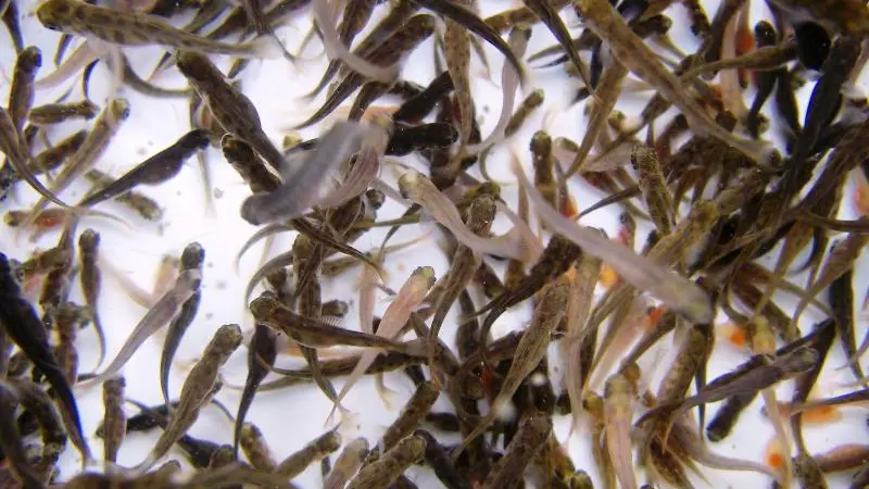 pisciculture moulin de Boissonnie ferme pédagogique