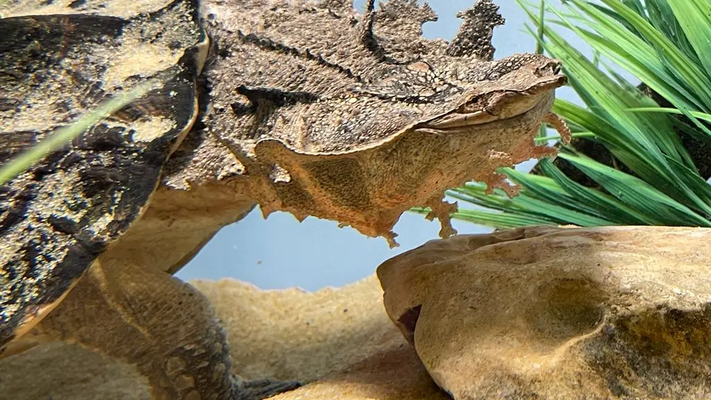 Reptiland