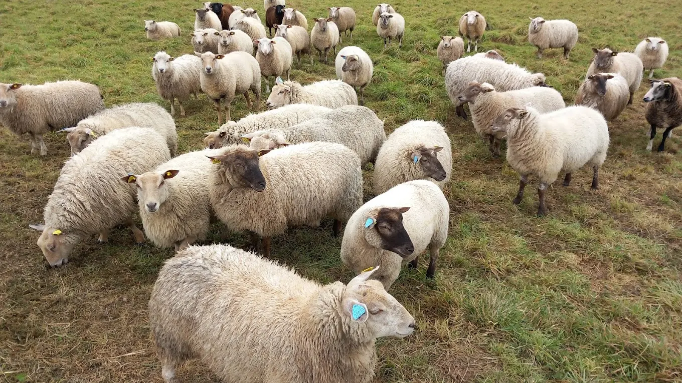 troupeau moutons