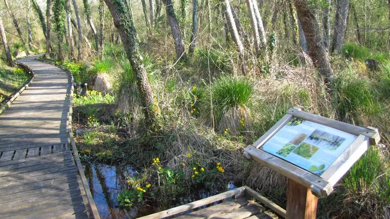 un sentier d'interprétation permet de découvrir la biodiversité du marais