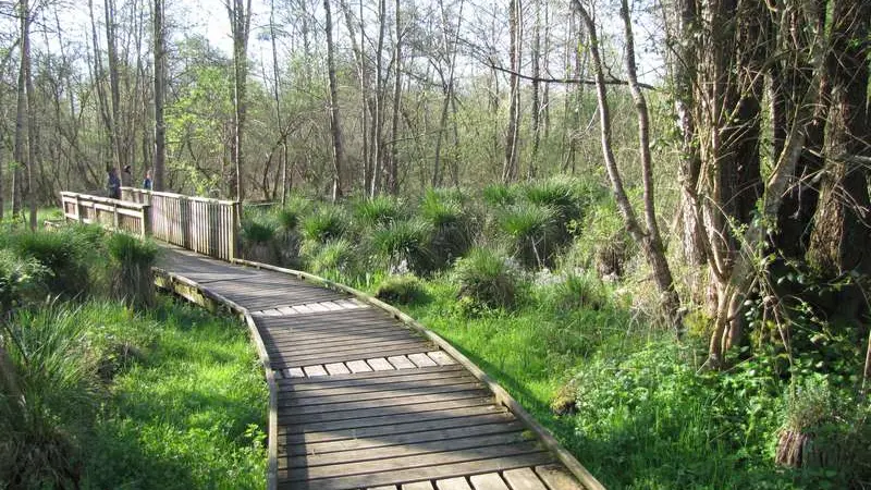 un sentier sur piloti autorise la traversée du marais