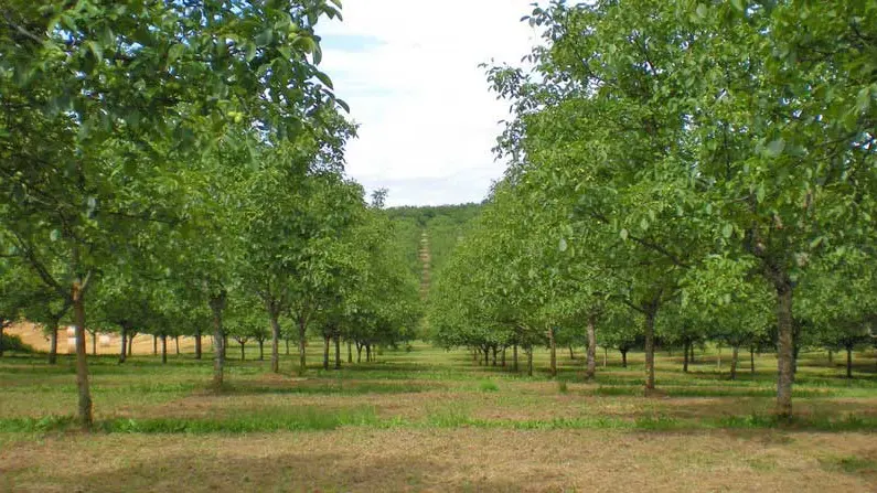 Les Vergers de la Guillou à Nailhac