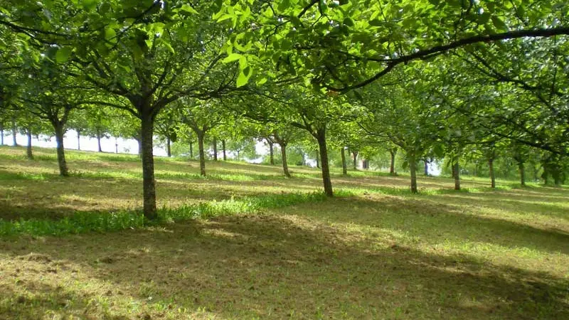 Les Vergers de la Guillou à Nailhac