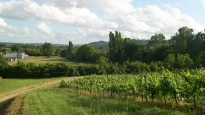 vignes de monfaucon