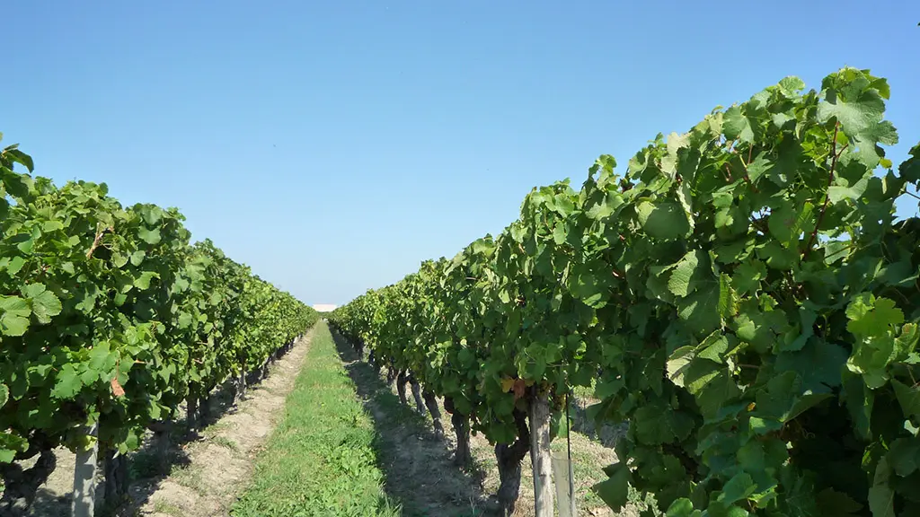 vignes-de-st-laurent