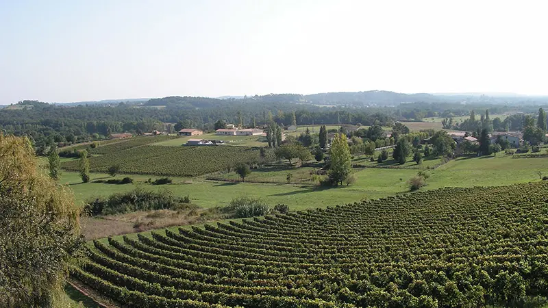 villefranche_de_lonchat_vue_vigne