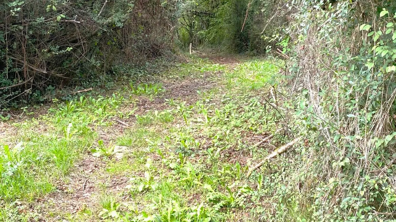 ALLAS-LES-MINES-Boucle de Port d'Envaux-Chemin