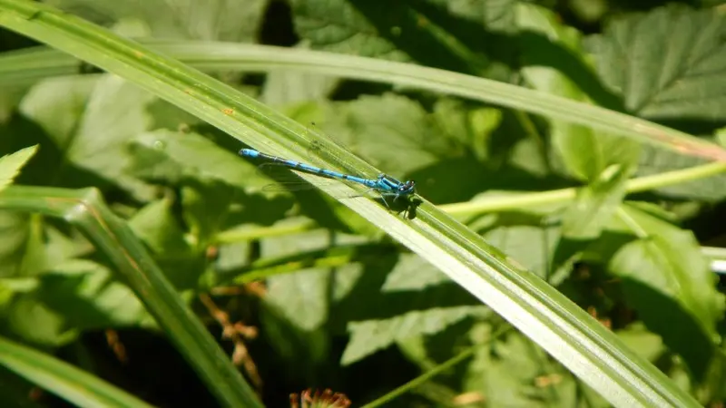 Agrion jouvencelle