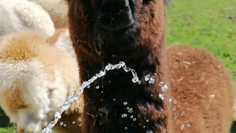 Alpagas-Mon-Pérou-Montpon-eau