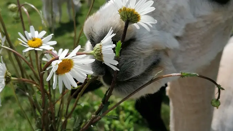 Alpagas-Mon-Pérou-Montpon-fleurs