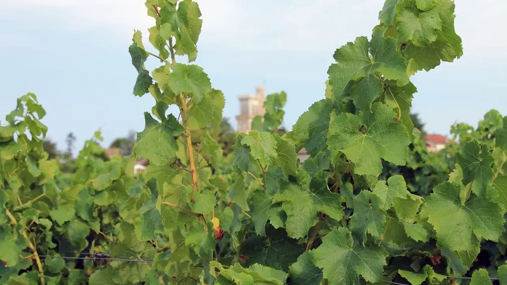 Autour de Monbazillac_Domaine du Boyer (21)