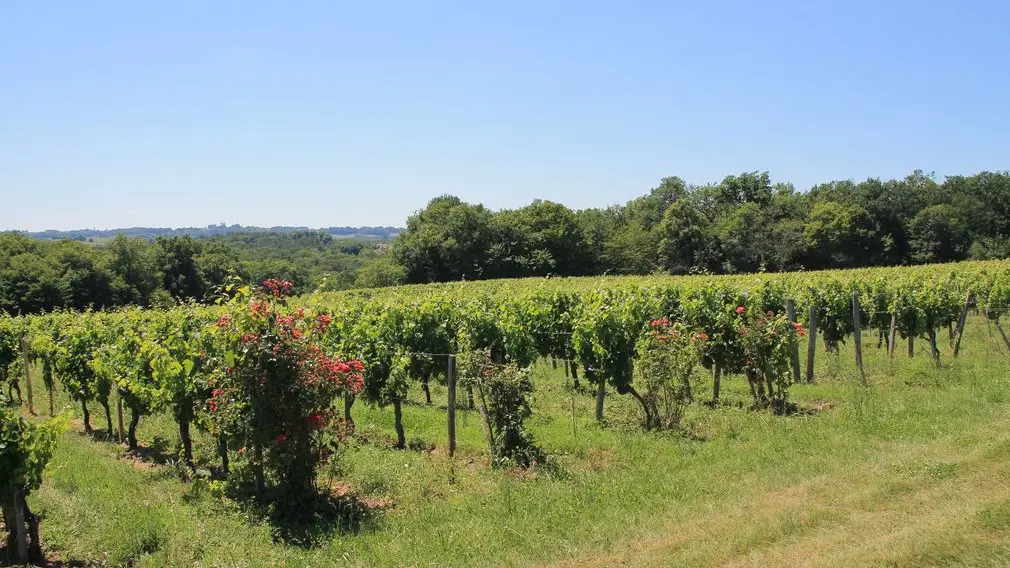 Les vignes du château La Plante