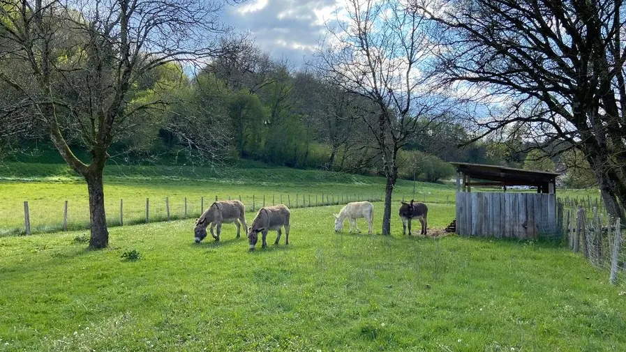 Aux aneries de la Dordonie (4)