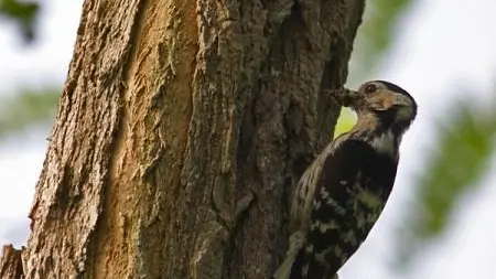 Avec tous ses cousins, le pic epeichette se recherche dans la forêt