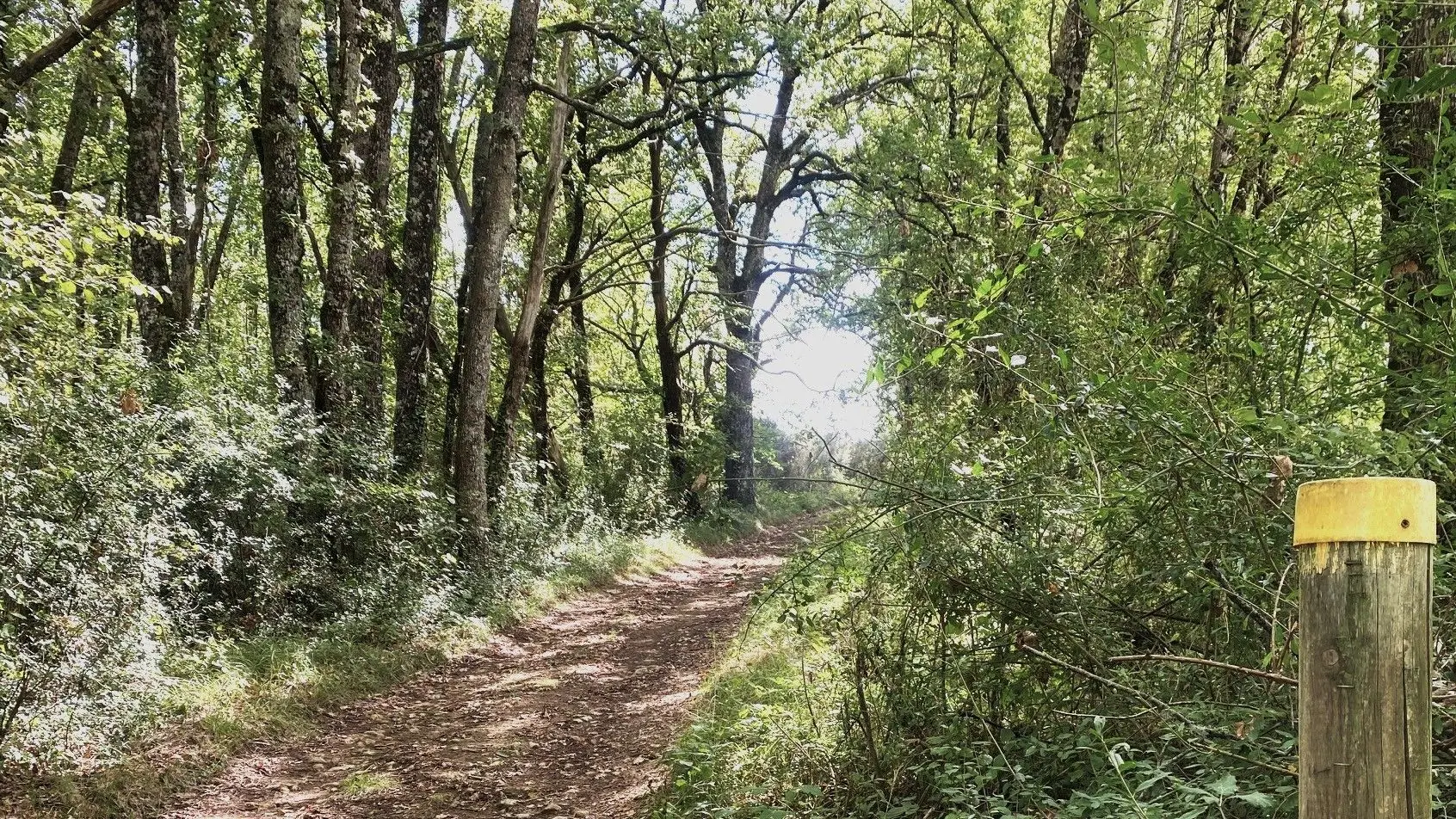 BELVES-Boucle de la Bessede-Chemin-Poteau