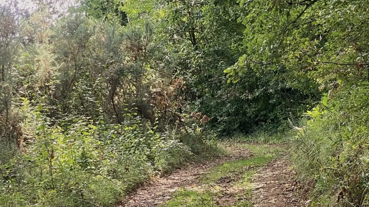 BELVES-Boucle de la Bessede-Chemin