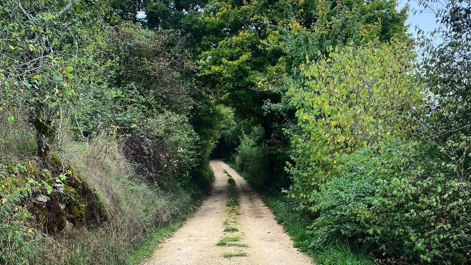 BROUCHAUD-Boucle des fougères-Chemin