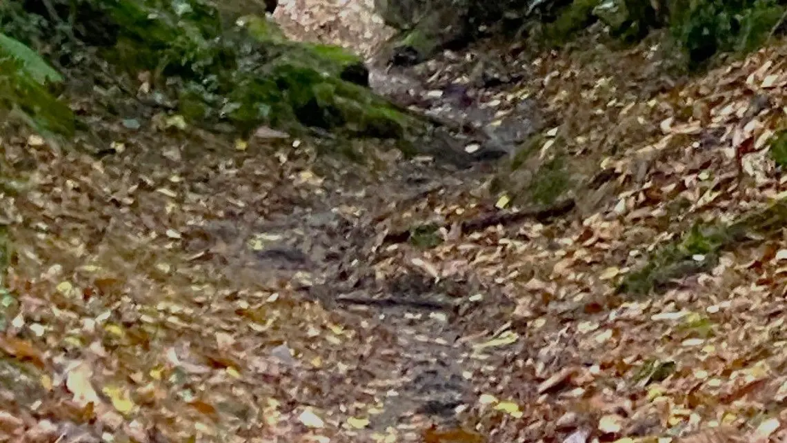 BUSSEROLLES-Boucle du Buisson-Chemin 2