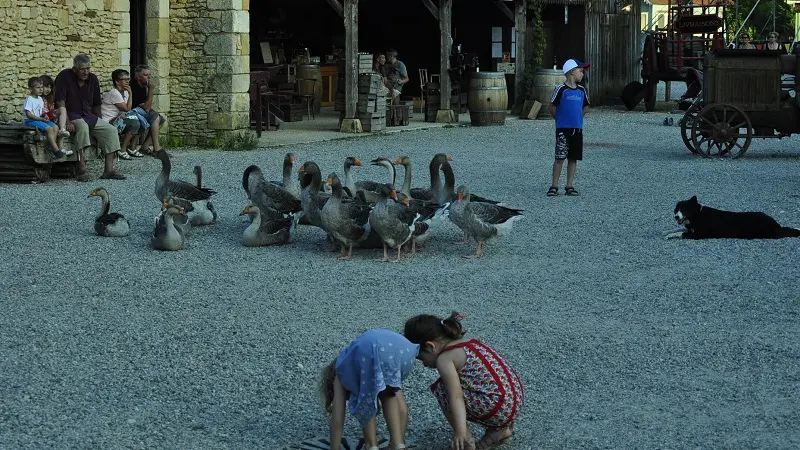 Parc le Bournat -Oies