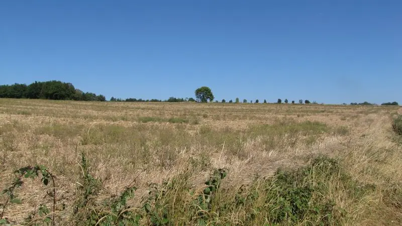 Bruant proyer, caille des blés, moineaux soulcie... sont les espèces phares de ces cultures